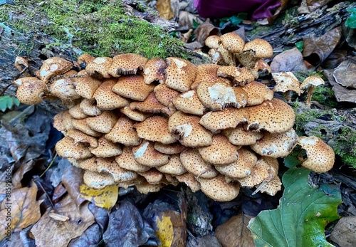 Mushroom(s) photo