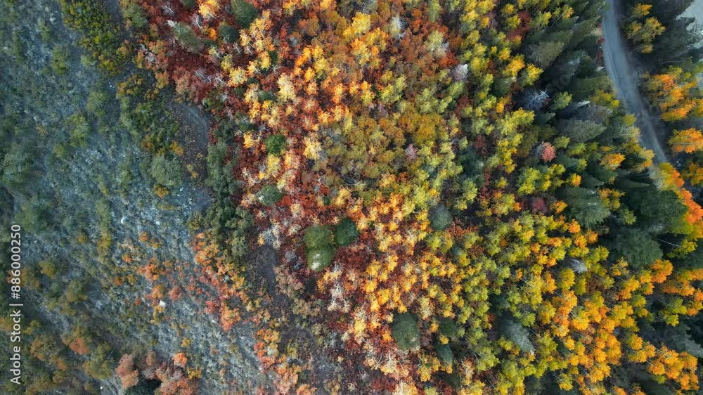 Top down view of bright fall foliage near Silver lake reservoir. Top down view of bright fall foliage near Silver lake reservoir.