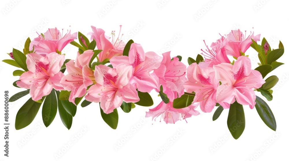 Pink Azalea Flowers Branch Isolated Pink Azalea Flowers Branch Isolated