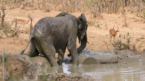 An African elephant (Loxodonta africana) in a muddy waterhole, Kruger National Park, South Africa