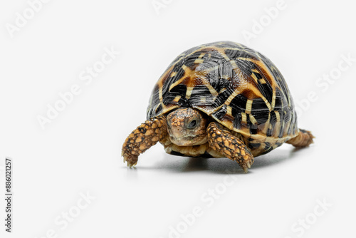 Quadro su tela The Indian Star Tortoise (Geochelone elegans) is a tortoise species native to India, Pakistan and Sri Lanka