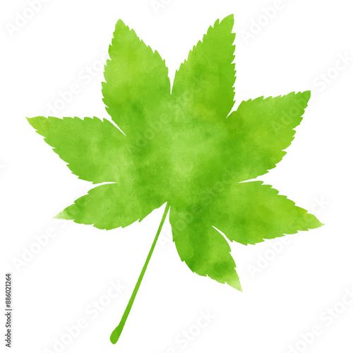 水彩テクスチャのもみじ　新緑