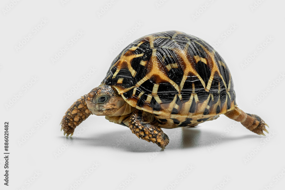 Obraz premium The Indian Star Tortoise (Geochelone elegans) is a tortoise species native to India, Pakistan and Sri Lanka.