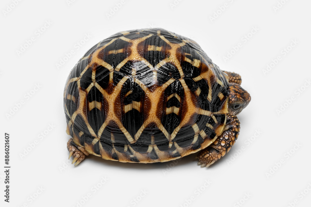 Obraz premium The Indian Star Tortoise (Geochelone elegans) is a tortoise species native to India, Pakistan and Sri Lanka.