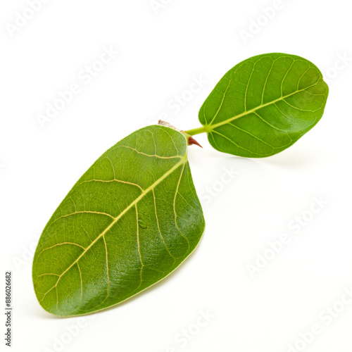 Closeup of fresh organic Banyan or Banian (Ficus benghalensis) tree leaves, isolated on a white background. photo