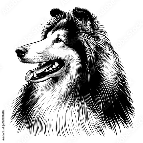 Hand drawn cute Rough Collie portrait, vector sketch isolated on white background.	