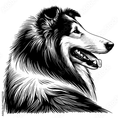 Hand drawn cute Rough Collie portrait, vector sketch isolated on white background.	