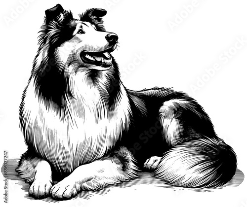 Hand drawn Cute Rough Collie dog in full-body, vector sketch isolated on white background.	