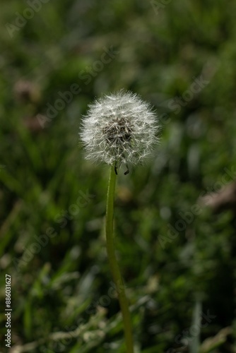 dandelion in the garden