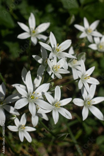 white star of bethlehem flowers