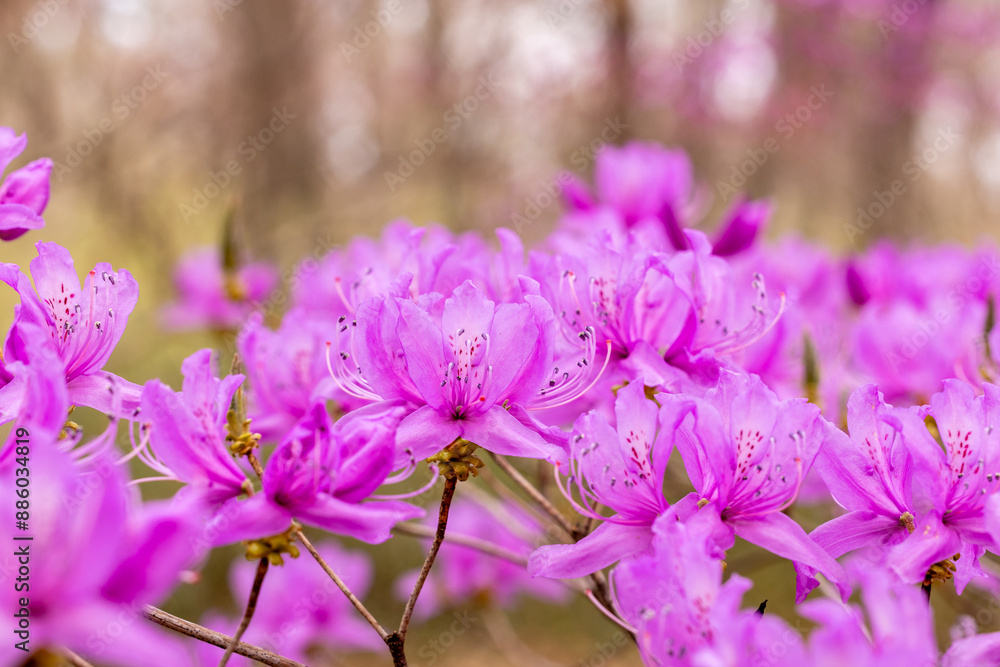 Fototapeta premium Beautiful spring Japanese azalea flowers in the forest.