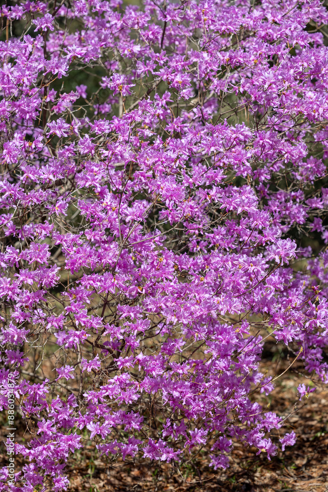 Beautiful spring Japanese azalea flowers in the forest. Beautiful spring Japanese azalea flowers in the forest.