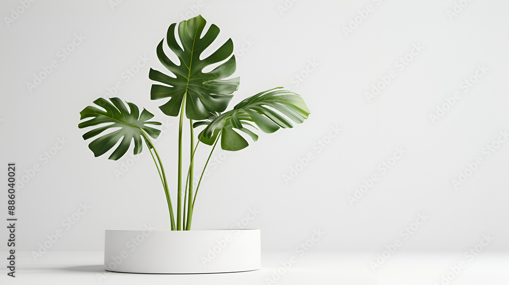 Tropical monstera plant in a pot on a wooden table ,Green palm leaf on white background with shadow ,Monstera tropical leaf in glass vase standing on white table, front view. Modern aesthetics minimal Tropical monstera plant in a pot on a wooden table ,Green palm leaf on white background with shadow ,Monstera tropical leaf in glass vase standing on white table, front view. Modern aesthetics minimal