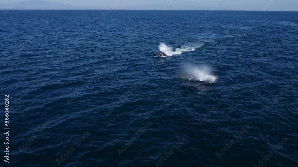awe-inspiring acrobatics of humpback whales as they breach the ocean’s surface. awe-inspiring acrobatics of humpback whales as they breach the ocean’s surface.