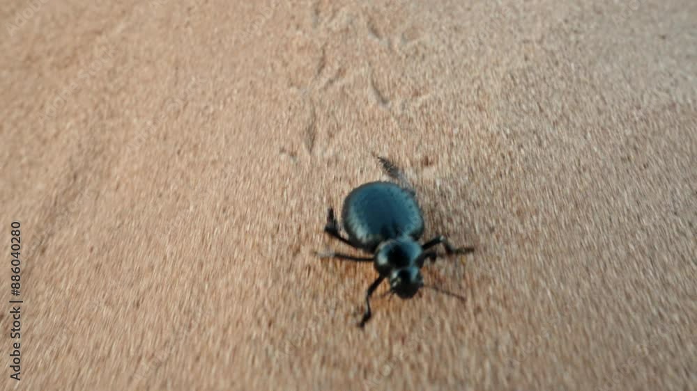 A blue beetle crawls across golden sand under a clear sky A blue beetle crawls across golden sand under a clear sky