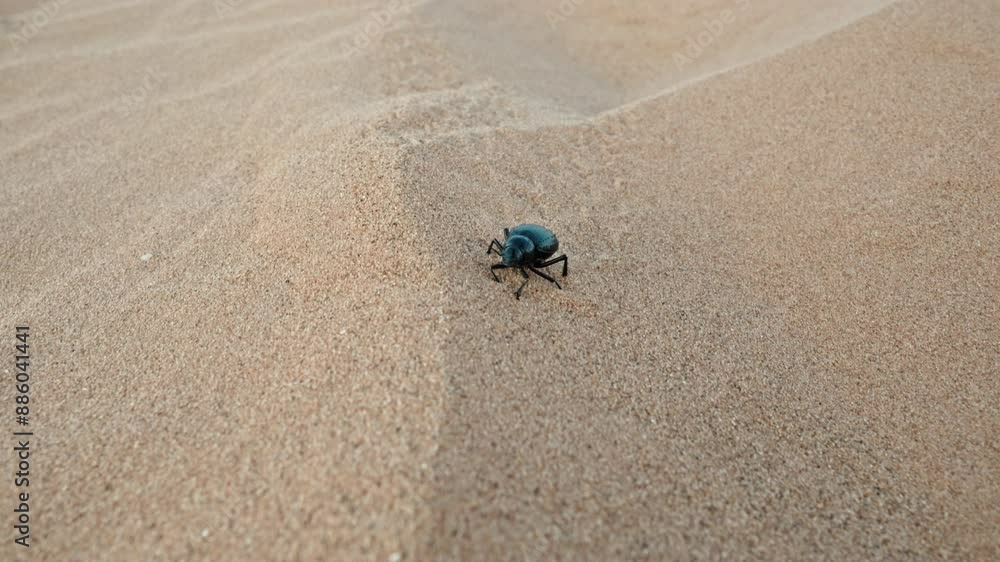 A beetle crawls across a vast sandy desert A beetle crawls across a vast sandy desert