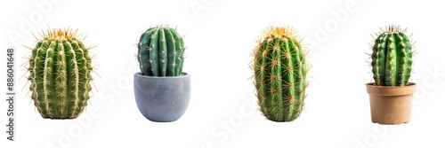 Collection of cactus isolated on transparent background. Generated Ai