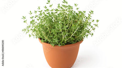 Green grass in the pot