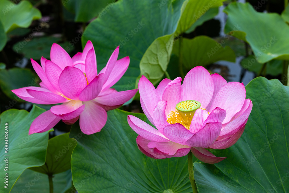 View of beautiful lotus flowers and leaves blooming in a pond early in the morning. View of beautiful lotus flowers and leaves blooming in a pond early in the morning.