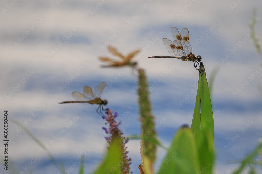 Fototapeta premium three dragonflies on plants, four spotted pennant
