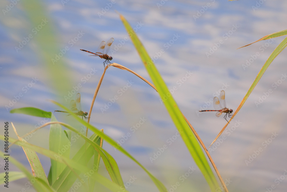 orange dragonfly on single reed with green background orange dragonfly on single reed with green background
