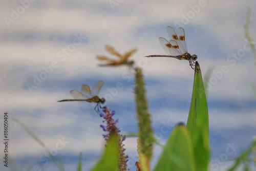 three dragonflies on plants, four spotted pennant