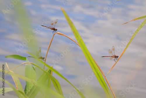 orange dragonfly on single reed with green background