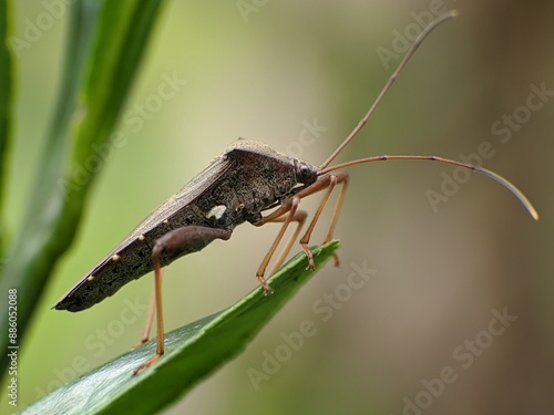 Sangit grasshopper (Leptocorisa oratorius) on orange leaves with blurred background photo