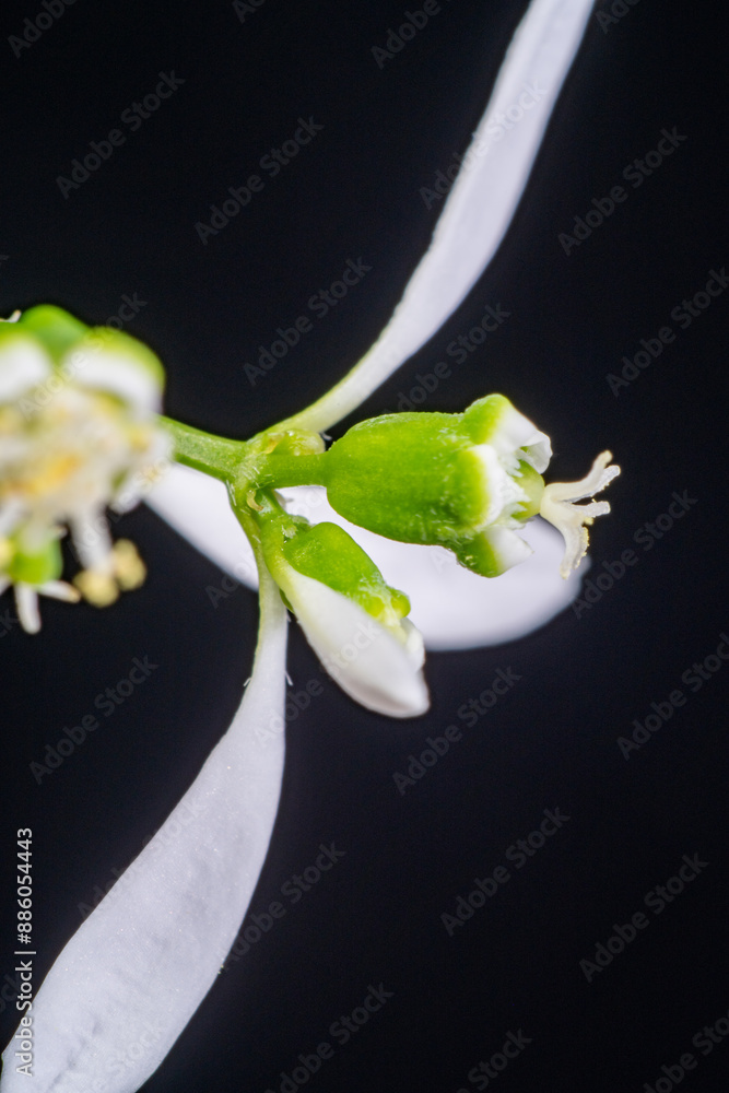 Flower of Euphorbia hybrid 'Diamond Frost'