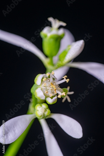 Obraz na płótnie Flower of Euphorbia hybrid 'Diamond Frost' w salonie