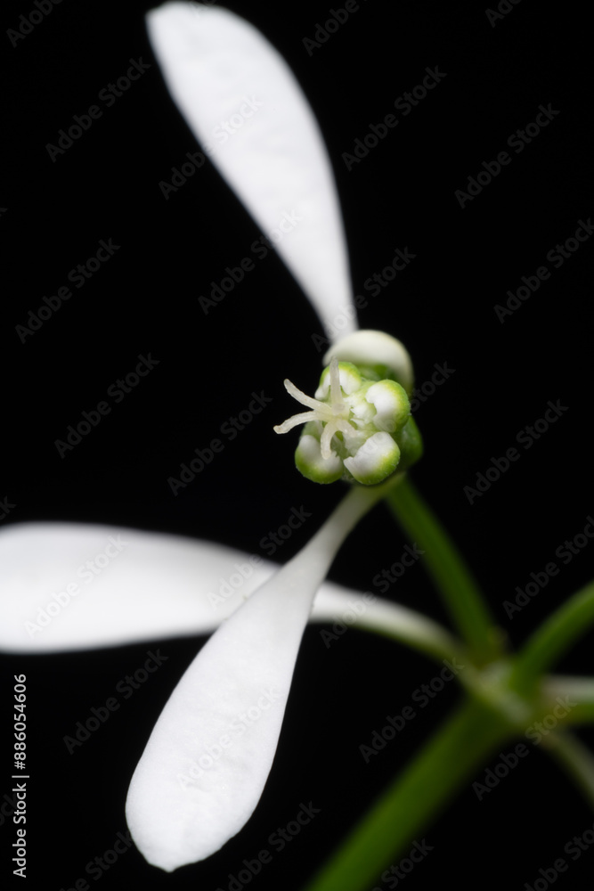 Flower of Euphorbia hybrid 'Diamond Frost'