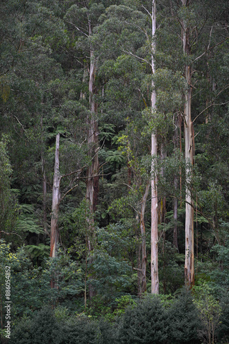Australian eucalypt forest