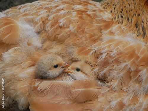 chickens under mother hen wing