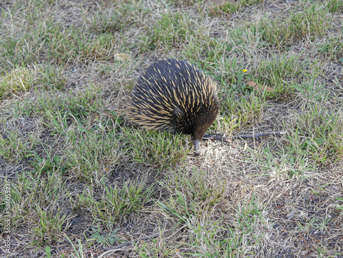 Australian Echidna
