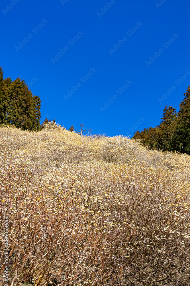 A colony of Mitsumata blooming in the forest in spring. A colony of Mitsumata blooming in the forest in spring.