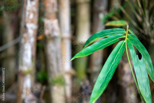 Close up photo of bamboo tree leaves
