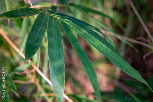 Close up photo of bamboo tree leaves