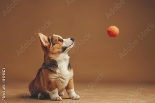 Pet Influencer A charismatic dog or cat posing for a product photoshoot, promoting petrelated brands and products photo