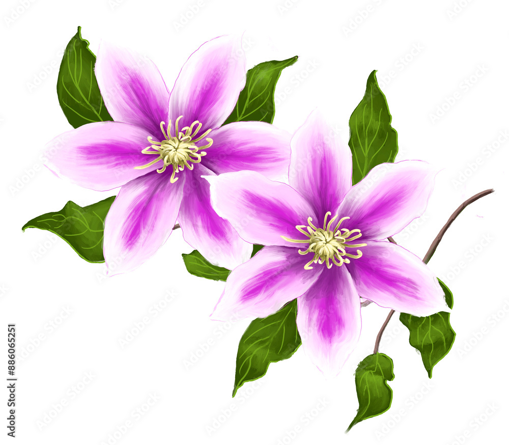 Illustrated flower of a Clematis Illustrated flower of a Clematis
