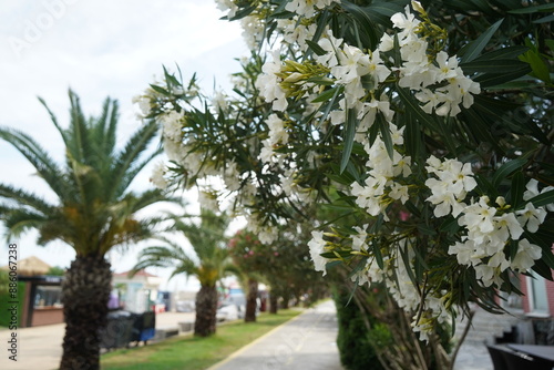 Magnolia blossoms in the park area of the city.