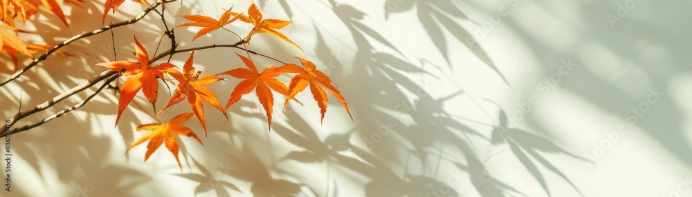 Beautiful orange autumn leaves and shadows on a light wall. Perfect for seasonal or nature-themed designs and decorations. Beautiful orange autumn leaves and shadows on a light wall. Perfect for seasonal or nature-themed designs and decorations.