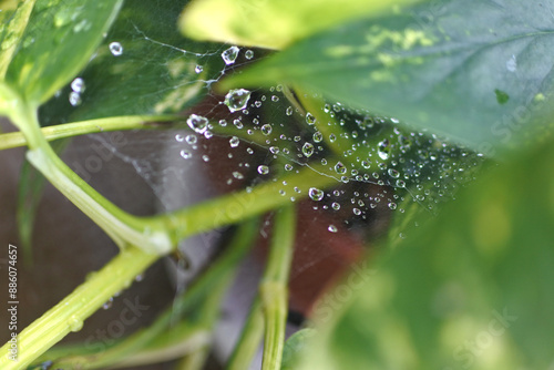 蜘蛛の巣に掛かった水滴