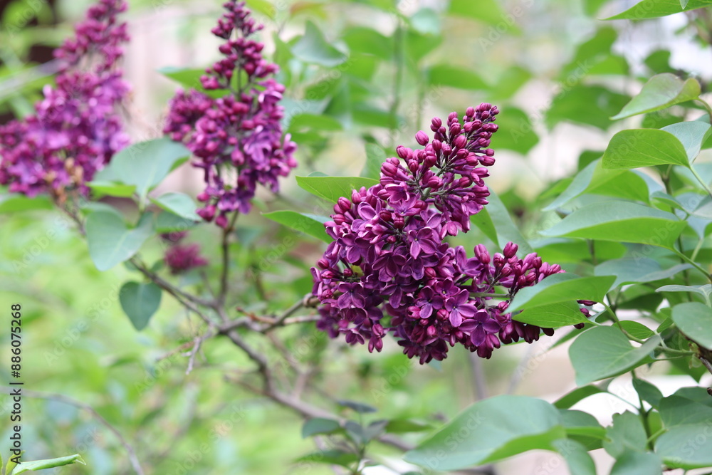 lilac flowers in the garden lilac flowers in the garden