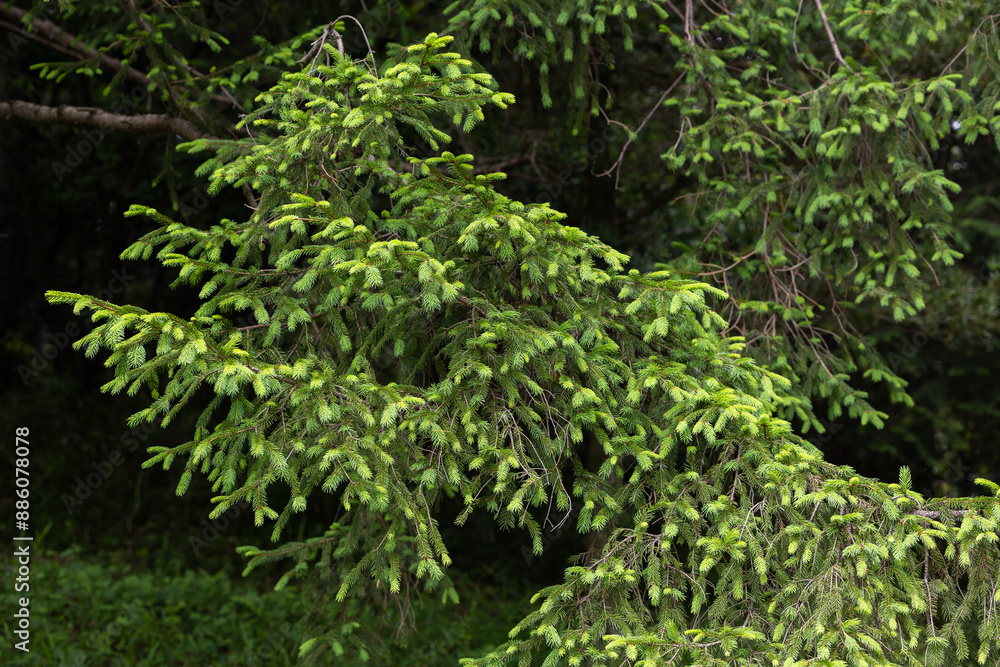 Norway spruce with many spruces in spring. Norway spruce with many spruces in spring.