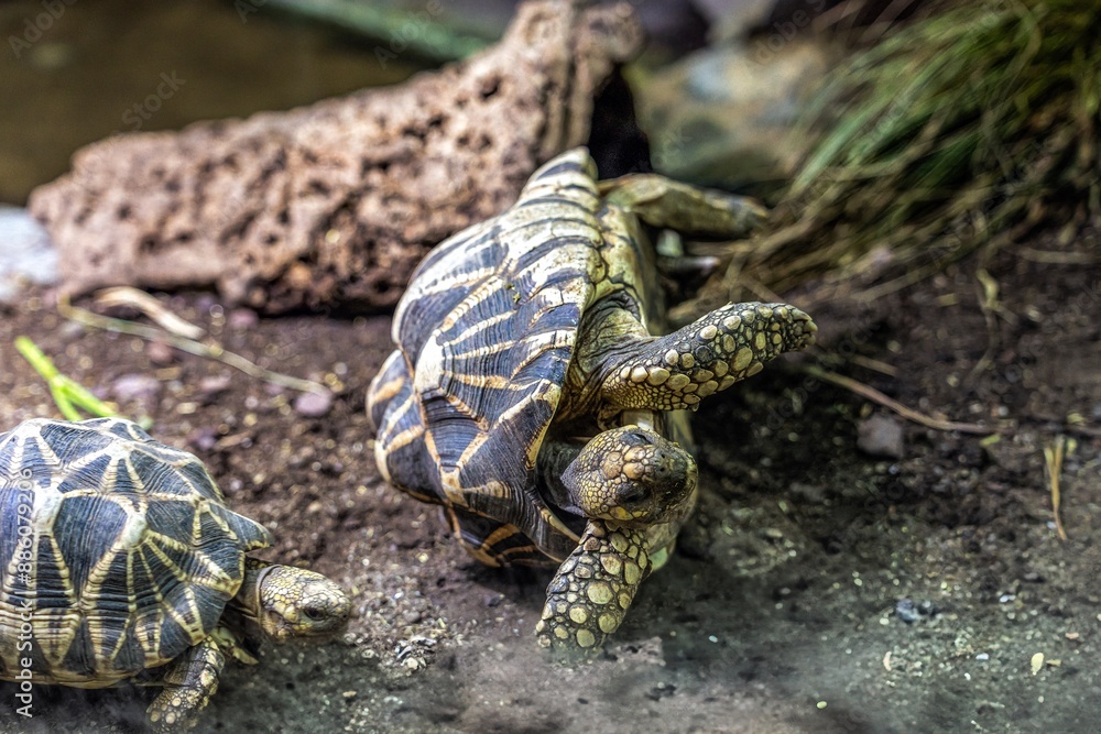The fast turtle came spinning