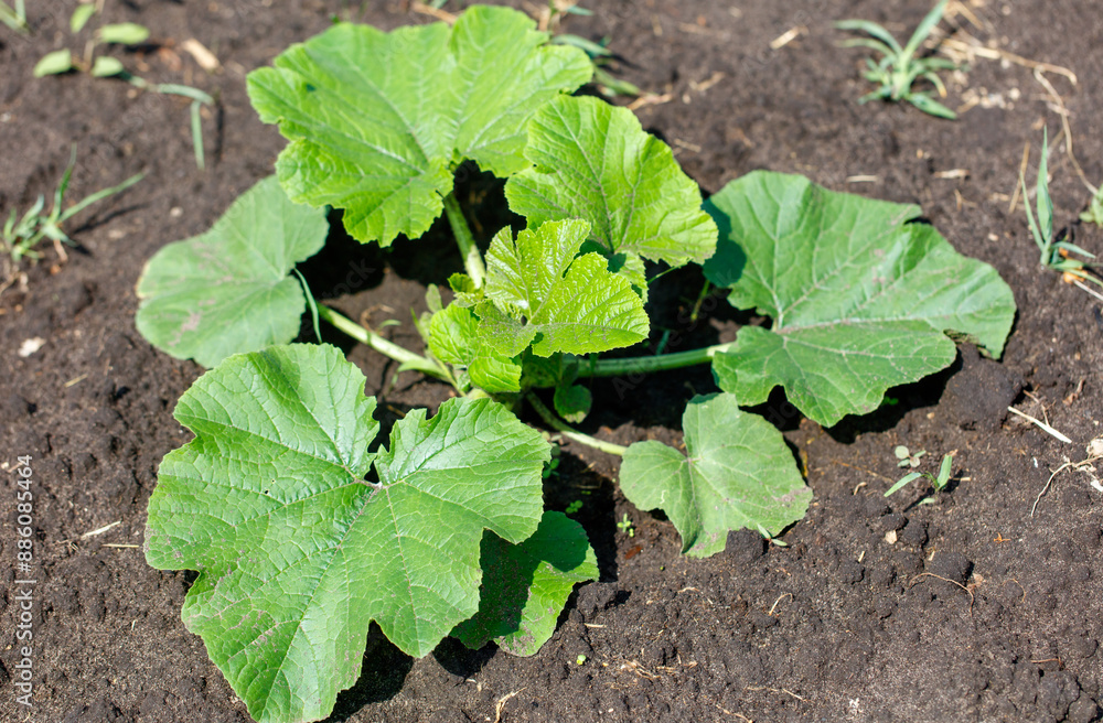 Pumpkin plants in the ground in the garden Pumpkin plants in the ground in the garden