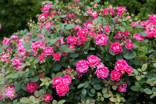 Fotografie Beautiful pink double knockout flowers blooming in the garden.