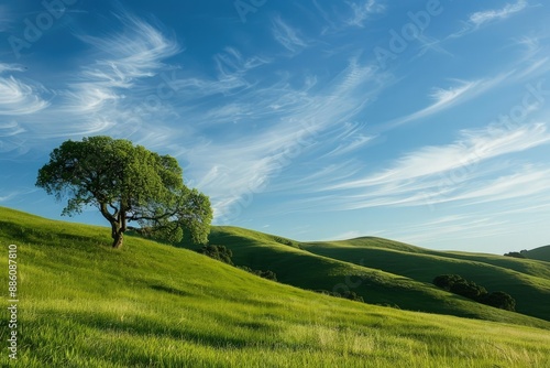a lone tree on a grassy hill under a blue sky © Kevin