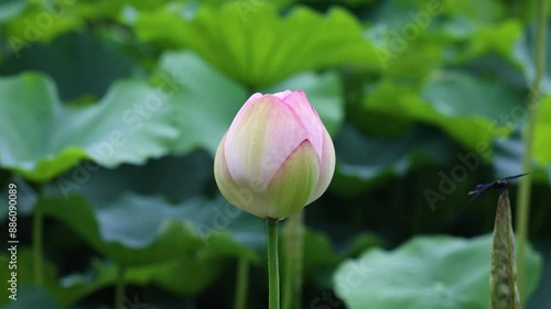 蓮の花、蓮の蕾