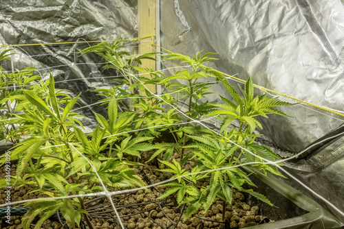 SoG Sea of Green net hemp cultivation technique Growing pot in growtent indoor Vegetative stage marijuana growth Medical